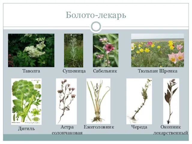 Болото-лекарь Таволга Сушеница Сабельник Тюльпан Шренка Дягиль Астра солончаковая Ежеголовник Череда Окопник лекарственный