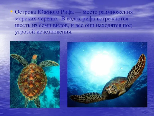 Острова Южного Рифа — место размножения морских черепах. В водах рифа встречаются