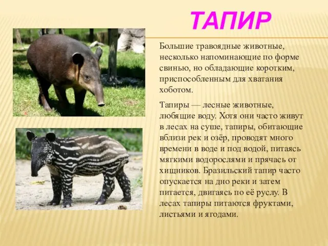 Тапир Тапиры — лесные животные, любящие воду. Хотя они часто живут в
