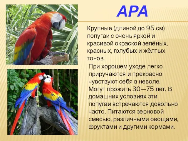 Ара Крупные (длиной до 95 см) попугаи с очень яркой и красивой