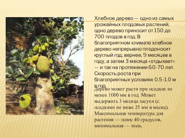 Хлебное дерево — одно из самых урожайных плодовых растений; одно дерево приносит
