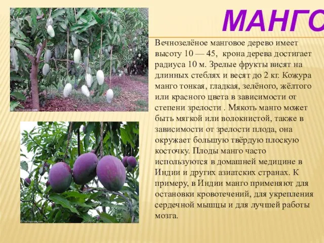 Манго Вечнозелёное манговое дерево имеет высоту 10 — 45, крона дерева достигает