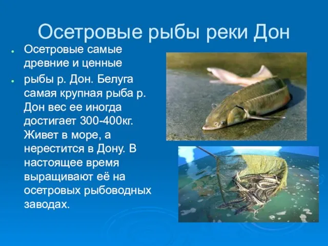 Осетровые рыбы реки Дон Осетровые самые древние и ценные рыбы р. Дон.