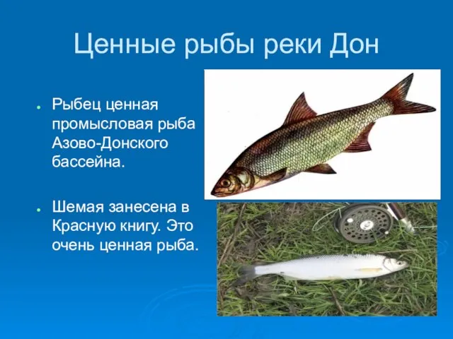 Ценные рыбы реки Дон Рыбец ценная промысловая рыба Азово-Донского бассейна. Шемая занесена