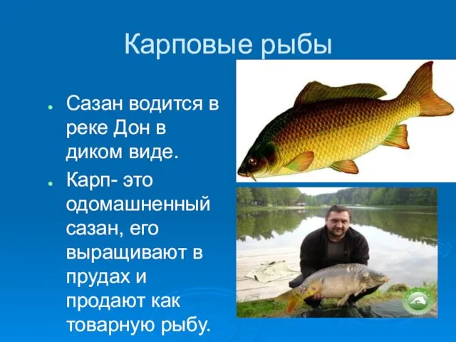 Карповые рыбы Сазан водится в реке Дон в диком виде. Карп- это