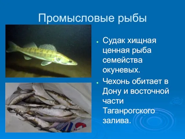 Промысловые рыбы Судак хищная ценная рыба семейства окуневых. Чехонь обитает в Дону