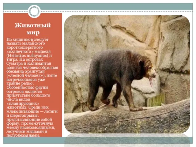 Животный мир Из хищников следует назвать малайского короткошерстного «солнечного» медведя (Helarctos malayanus)