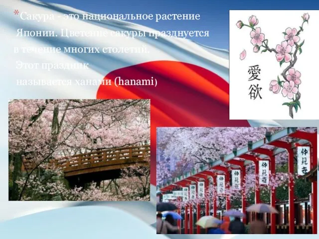 Сакура - это национальное растение Японии. Цветение сакуры празднуется в течение многих