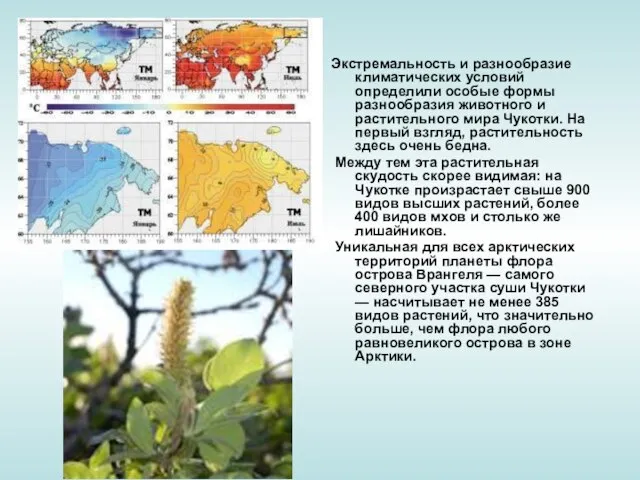 Экстремальность и разнообразие климатических условий определили особые формы разнообразия животного и растительного