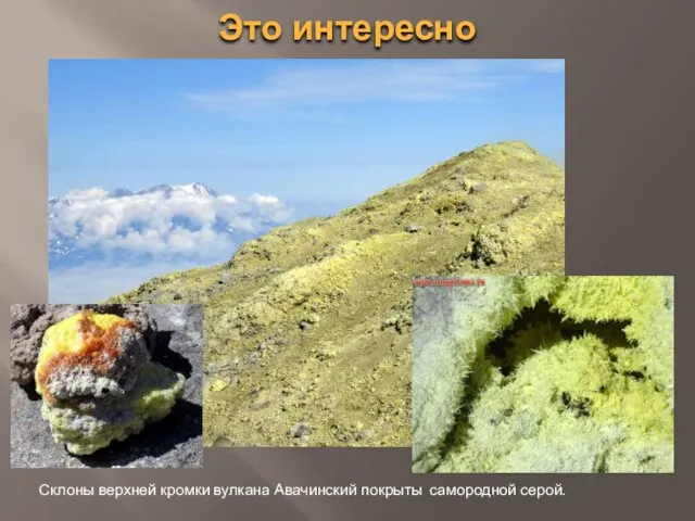 Это интересно Склоны верхней кромки вулкана Авачинский покрыты самородной серой.