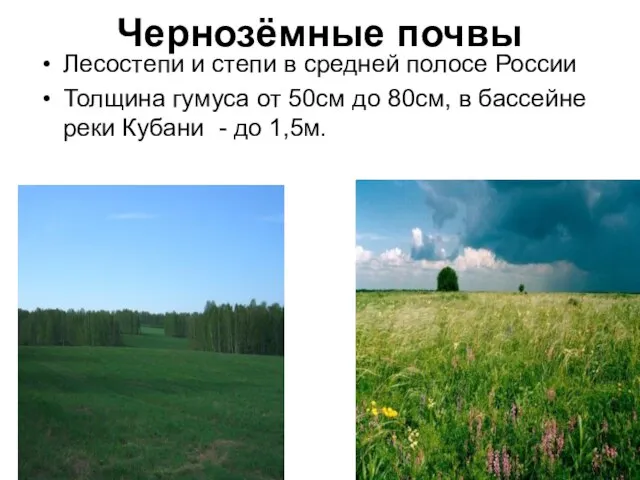 Чернозёмные почвы Лесостепи и степи в средней полосе России Толщина гумуса от