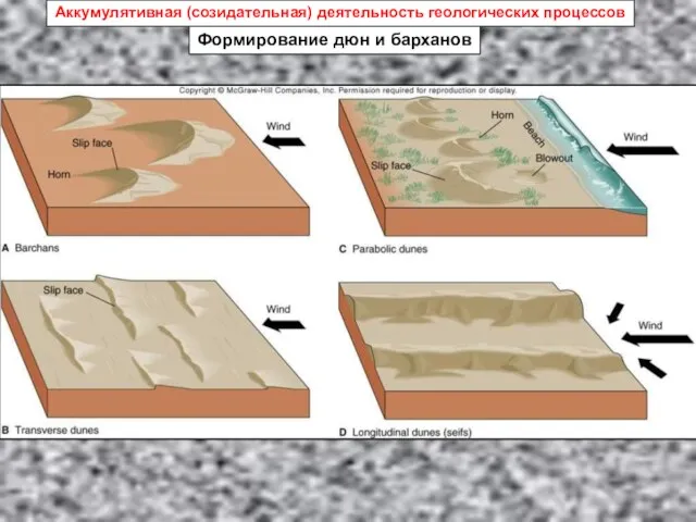 Формирование дюн и барханов Аккумулятивная (созидательная) деятельность геологических процессов