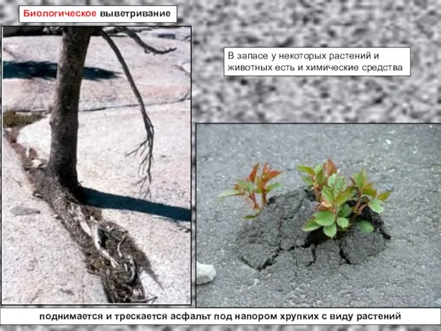 Биологическое выветривание поднимается и трескается асфальт под напором хрупких с виду растений
