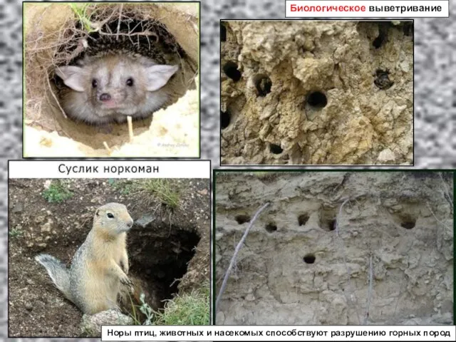 Биологическое выветривание Норы птиц, животных и насекомых способствуют разрушению горных пород