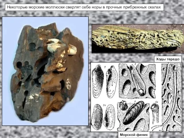 Некоторые морские моллюски сверлят себе норы в прочных прибрежных скалах Морской финик Ходы тередо