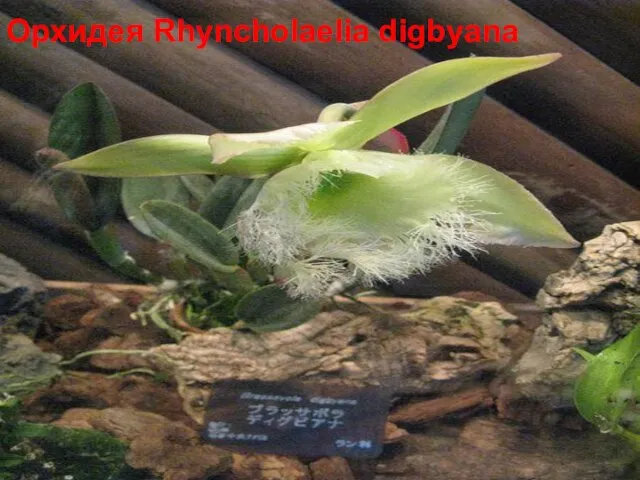 Орхидея Rhyncholaelia digbyana