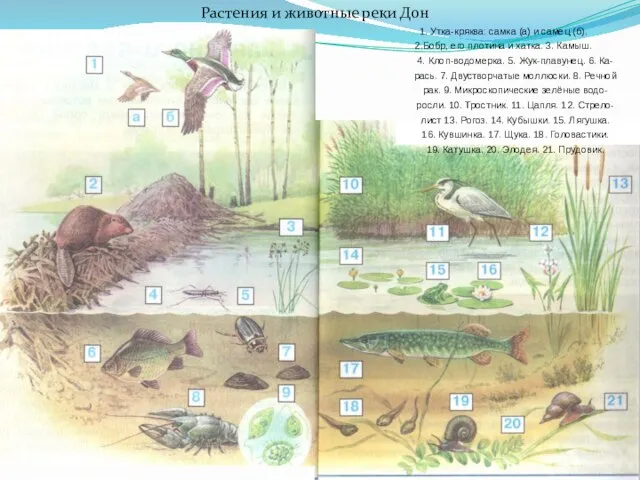 Растения и животные реки Дон