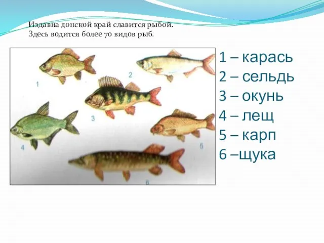 1 – карась 2 – сельдь 3 – окунь 4 – лещ