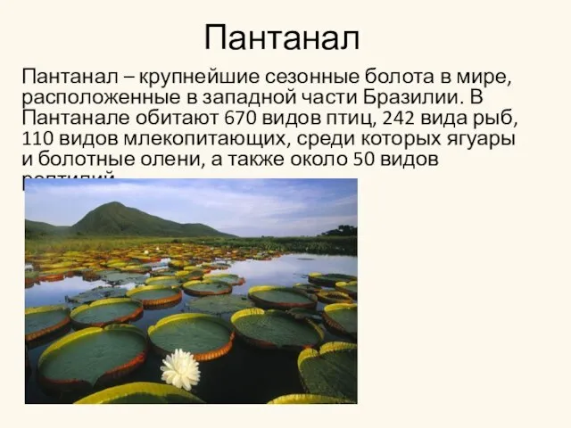 Пантанал Пантанал – крупнейшие сезонные болота в мире, расположенные в западной части