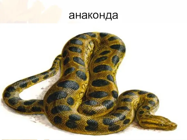 анаконда