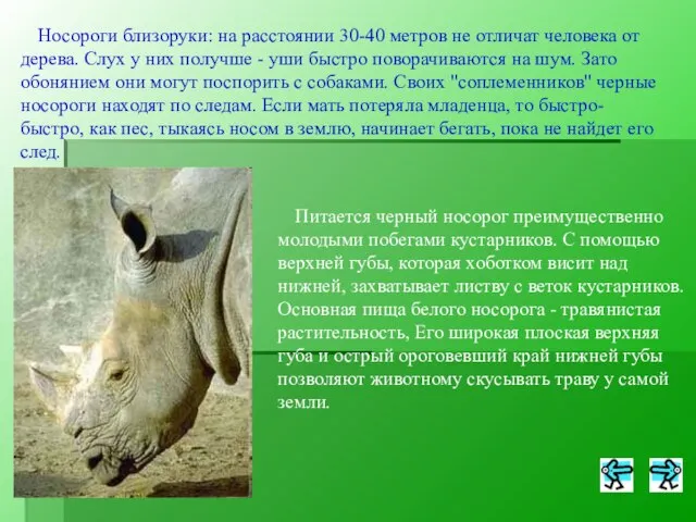 Носороги близоруки: на расстоянии 30-40 метров не отличат человека от дерева. Слух