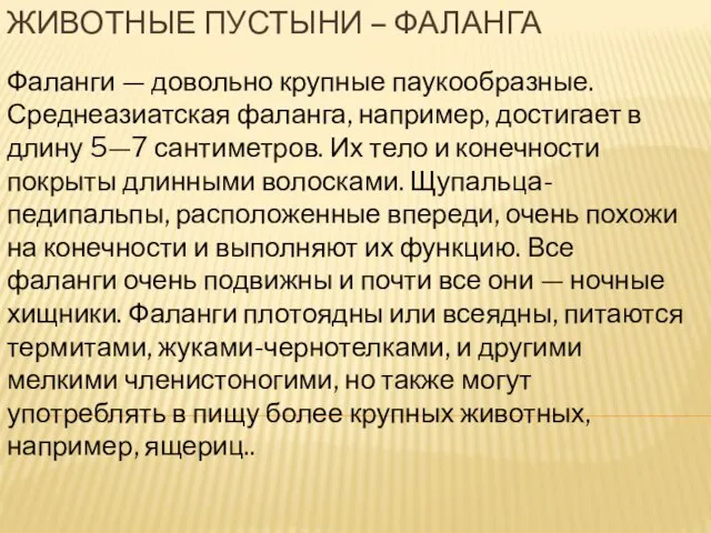 Животные пустыни – фаланга Фаланги — довольно крупные паукообразные. Среднеазиатская фаланга, например,