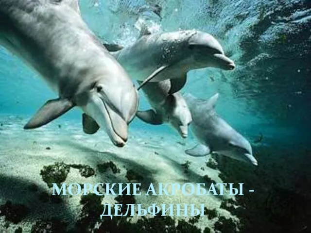 МОРСКИЕ АКРОБАТЫ - ДЕЛЬФИНЫ