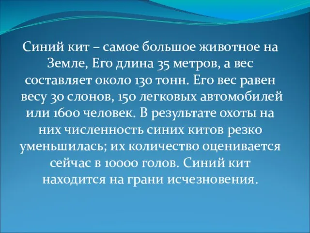 Синий кит – самое большое животное на Земле, Его длина 35 метров,