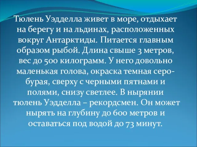 Тюлень Уэдделла живет в море, отдыхает на берегу и на льдинах, расположенных