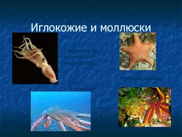 Иглокожие и моллюски Морские звезды Головоногие моллюски – каракатица… …и осьминог