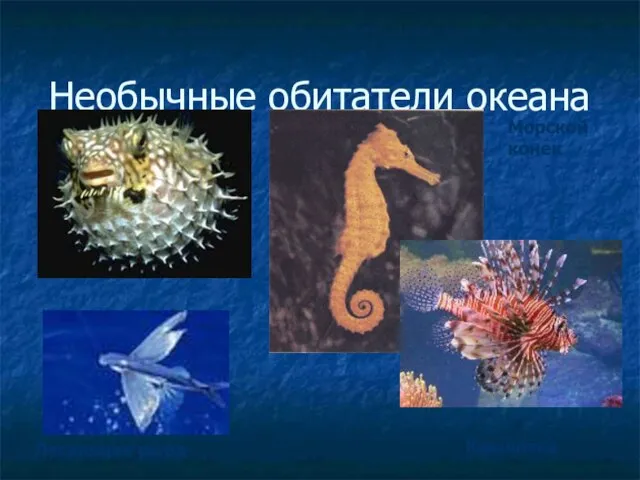 Необычные обитатели океана Летающая рыба Морской конек Крылатка