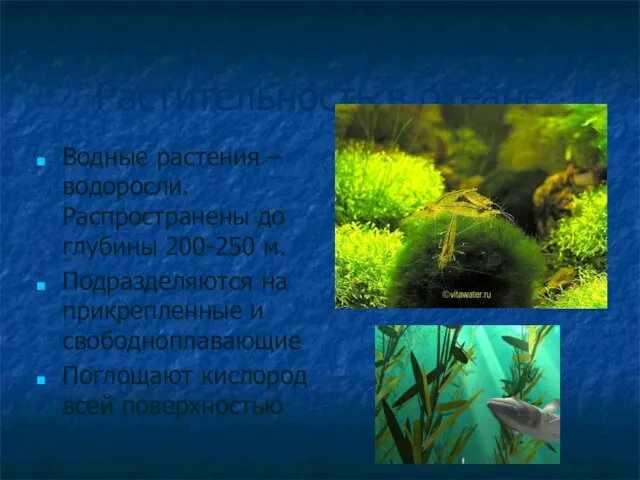 Растительность в океане Водные растения – водоросли. Распространены до глубины 200-250 м.