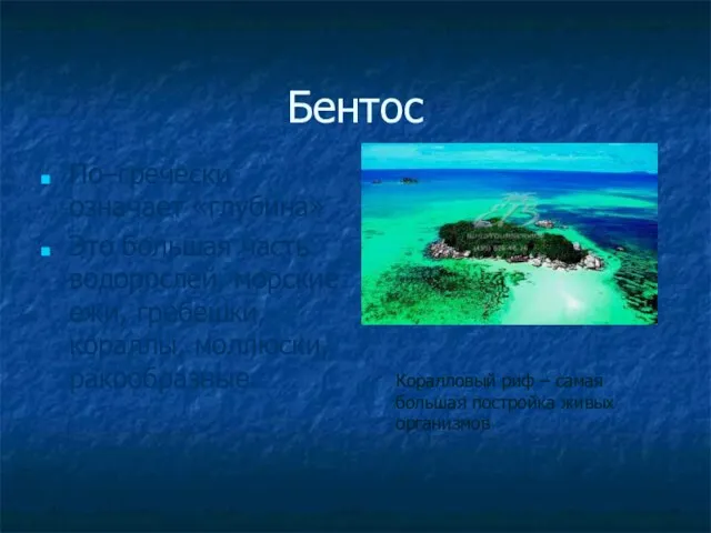 Бентос По–гречески означает «глубина» Это большая часть водорослей, морские ежи, гребешки, кораллы,