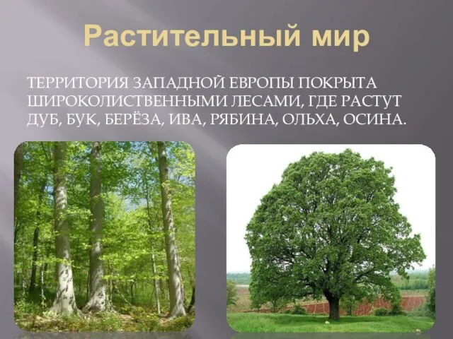 Растительный мир Территория Западной Европы покрыта широколиственными лесами, где растут дуб, бук,