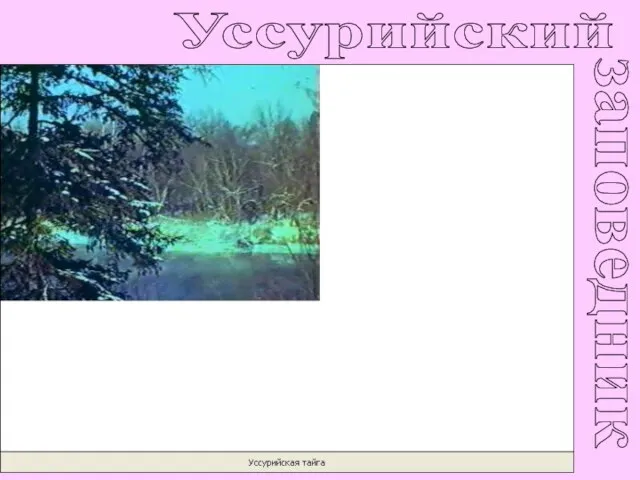 Уссурийский заповедник