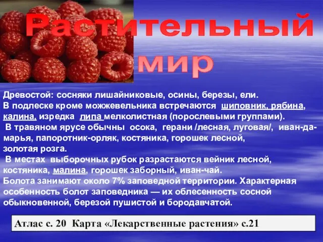 Древостой: сосняки лишайниковые, осины, березы, ели. В подлеске кроме можжевельника встречаются шиповник,