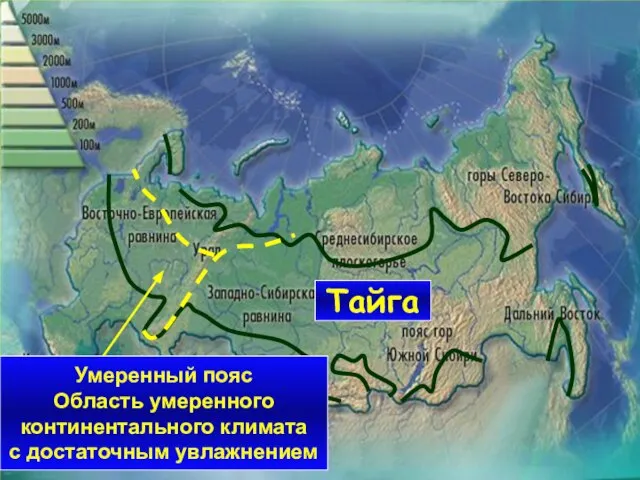 Тайга Умеренный пояс Область умеренного континентального климата с достаточным увлажнением