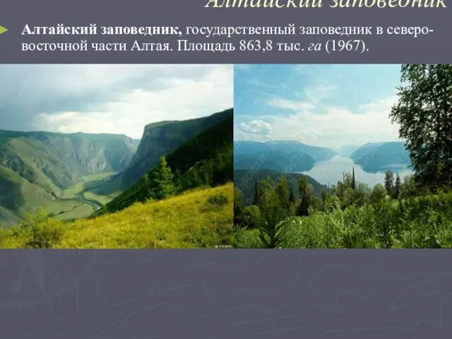 Алтайский заповедник Алтайский заповедник, государственный заповедник в северо-восточной части Алтая. Площадь 863,8 тыс. га (1967).