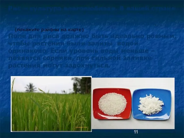 Рис – культура влаголюбивая. В нашей стране он выращивается в основном на