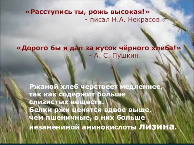 «Расступись ты, рожь высокая!» - писал Н.А. Некрасов. «Дорого бы я дал