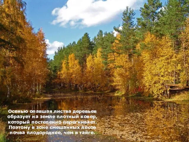 Осенью опавшая листва деревьев образует на земле плотный ковер, который постепенно перегнивает.