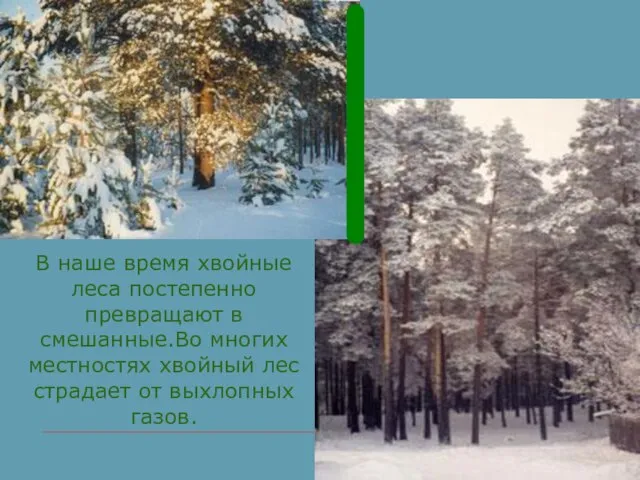 В наше время хвойные леса постепенно превращают в смешанные.Во многих местностях хвойный