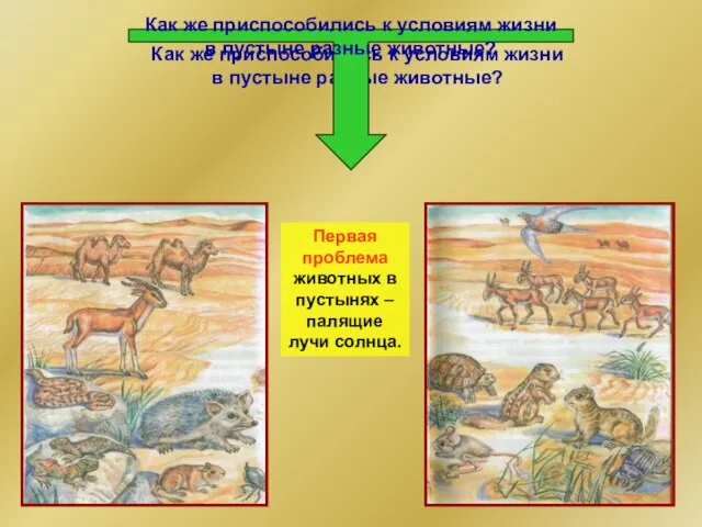 Как же приспособились к условиям жизни в пустыне разные животные? Как же