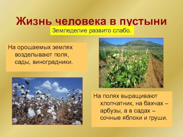 Жизнь человека в пустыни На орошаемых землях возделывают поля, сады, виноградники. Земледелие