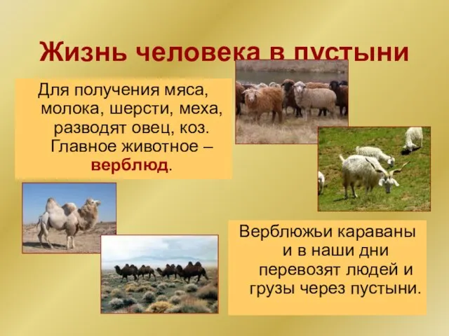 Жизнь человека в пустыни Для получения мяса, молока, шерсти, меха, разводят овец,