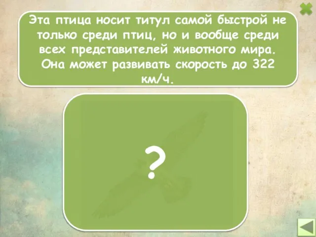 Эта птица носит титул самой быстрой не только среди птиц, но и