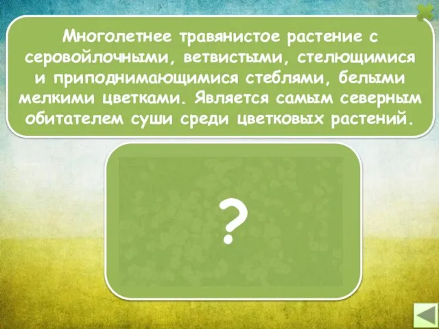 Многолетнее травянистое растение с серовойлочными, ветвистыми, стелющимися и приподнимающимися стеблями, белыми мелкими