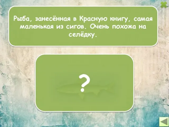 Рыба, занесённая в Красную книгу, самая маленькая из сигов. Очень похожа на селёдку. ?