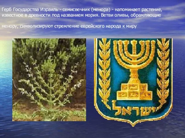 Герб Государства Израиль - семисвечник (менора) - напоминает растение, известное в древности