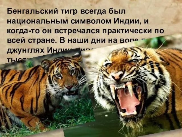 Бенгальский тигр всегда был национальным символом Индии, и когда-то он встречался практически